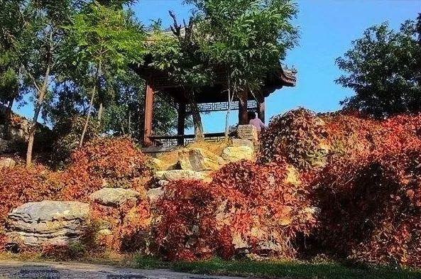 天津最美红叶地图来了！错过等一年！