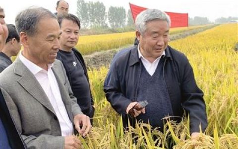 北方超级粳稻在津选育成功 “津原89”亩产达882.9公斤
