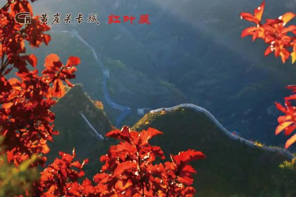 天津最美红叶地图来了！错过等一年！