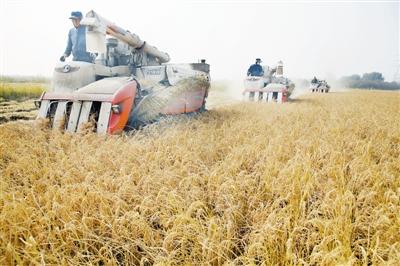 天津北辰区大张庄镇8000亩稻田迎收割
