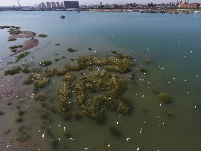 滨海新区赏秋地图出炉！这些秋色美景地，你想先去哪个？