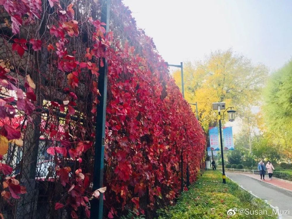 哇！天津的秋到底有多美？网友都这么拍……无与伦比！
