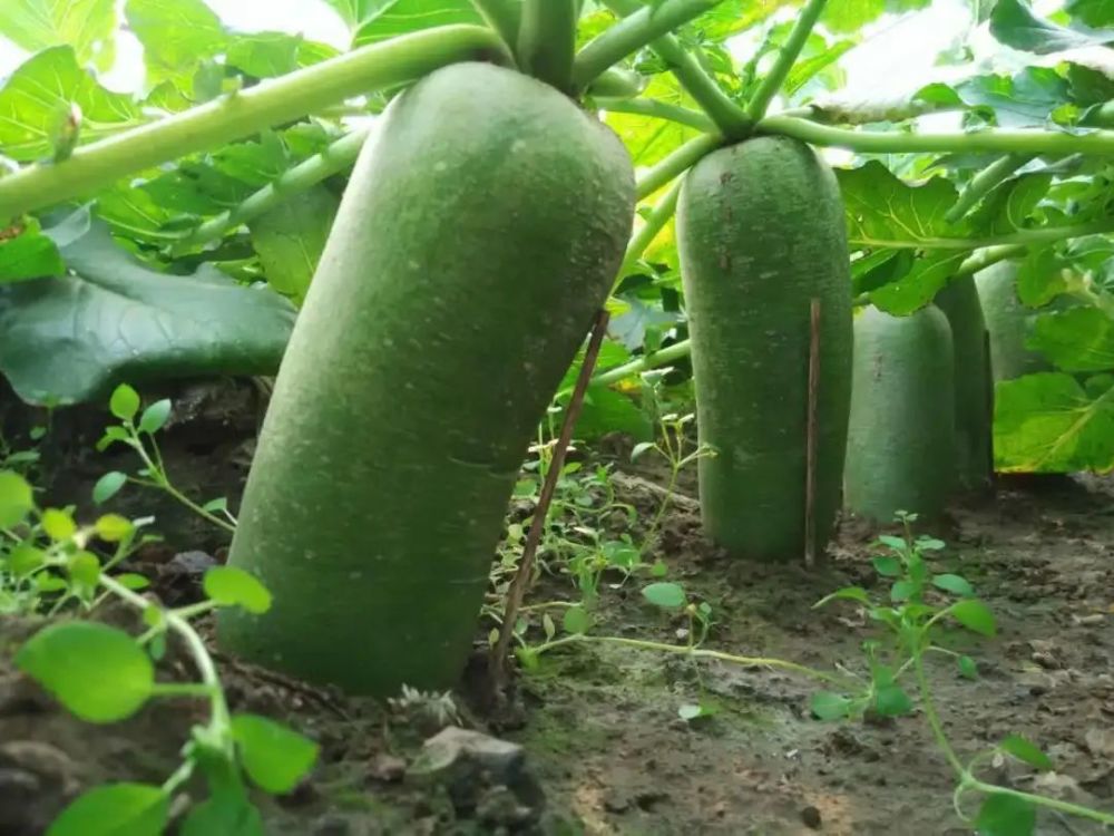 在天津，吃过这些秋冬季限定美食，人生才算是完整的！