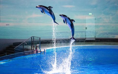 重阳节游玩天津海洋公园有优惠 预订攻略来啦!