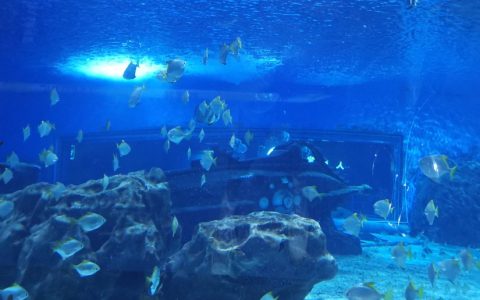 天津“万圣节”海洋公园优惠门票开售 附购票入口