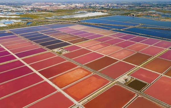长芦汉沽盐场 天津“网红”奇景