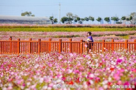 电影《我和我的家乡》里的稻田画，咱天津也有