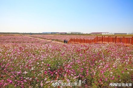 电影《我和我的家乡》里的稻田画，咱天津也有