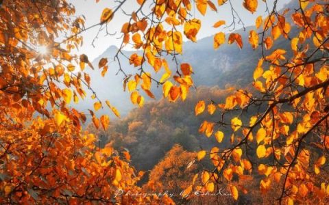 13家景区半价优惠!抓住秋天的尾巴 去蓟州看红叶吧