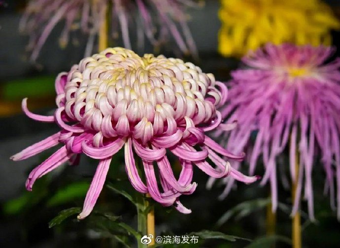 第九届“菊耀滨海 盛世中华”菊花展在滨海新区