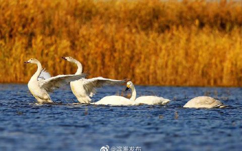 候鸟迁徙季来临！32万只候鸟飞临北大港湿地