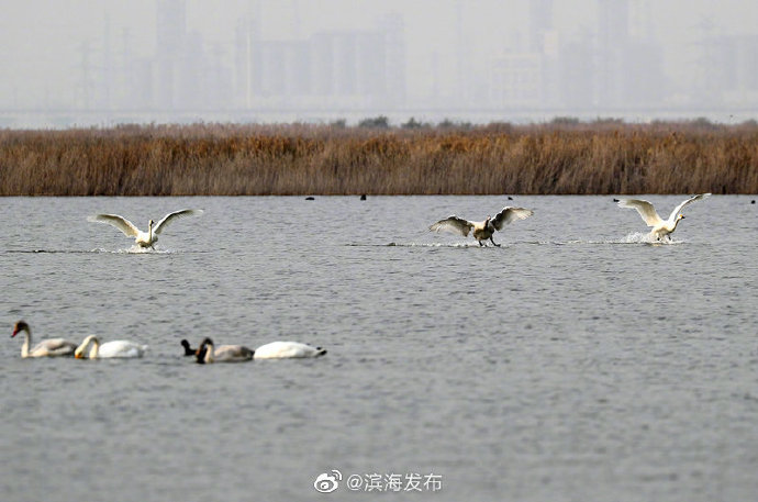 候鸟迁徙季来临！32万只候鸟飞临北大港湿地