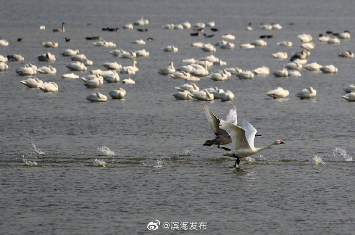 候鸟迁徙季来临！32万只候鸟飞临北大港湿地