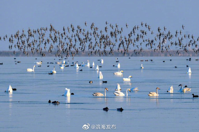 候鸟迁徙季来临！32万只候鸟飞临北大港湿地