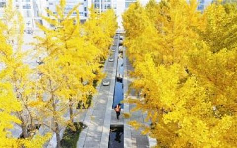 天津：金黄大道 美景醉人