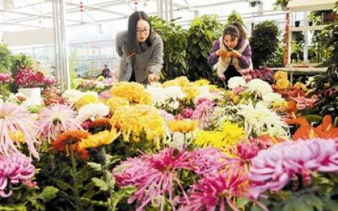 泰达观菊展 且品晚节香