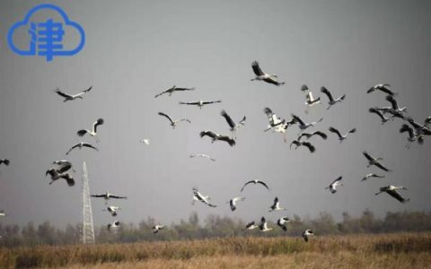 飞临天津东方白鹳数量大幅增加什么原因？权威解读来了！