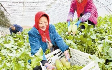 拥有“多重身份” 蜚声海内外 天津第十三届沙窝萝卜节开幕