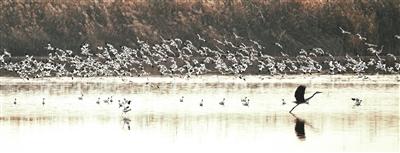 津城野生动物种群数量明显增多