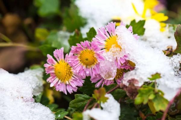 天津初雪来了！还有这些暖心暖胃好消息！