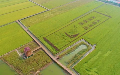 “寻源稻乡”小站稻原产地旅游线路推广初绽光芒