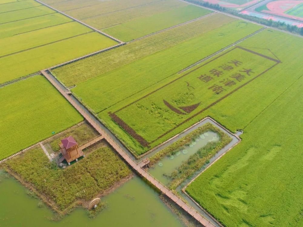 “寻源稻乡”小站稻原产地旅游线路推广初绽光芒