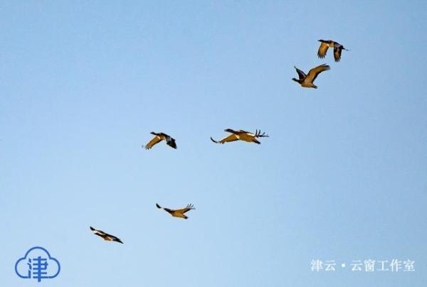 国家一级保护动物——大鸨现身天津蓟州