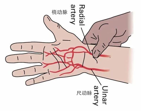 为什么有些人的血管更易堵？握拳后5秒自测“血管抵抗力”