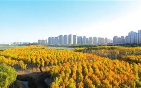 秋染津南 满“屏”锦绣