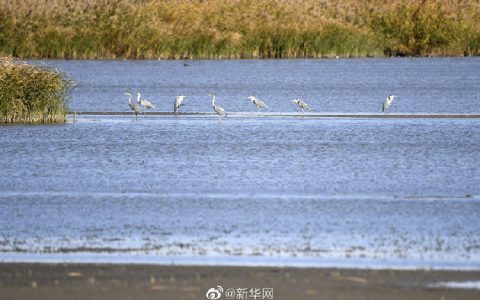 秋日七里海湿地百鸟云集