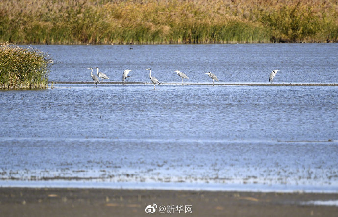 秋日七里海湿地百鸟云集