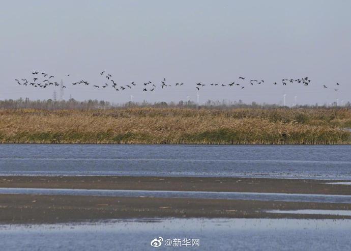 秋日七里海湿地百鸟云集