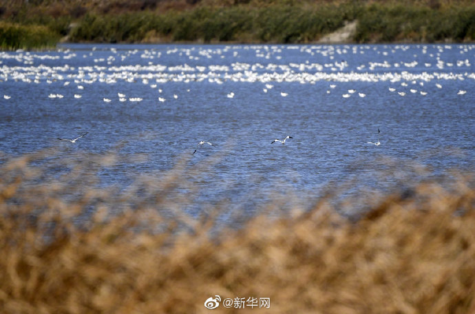 秋日七里海湿地百鸟云集