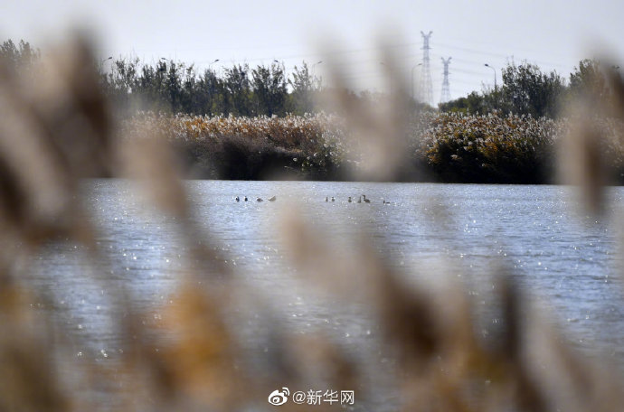 秋日七里海湿地百鸟云集