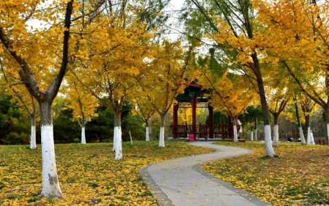天津又添一座亲水公园，秋天真是美翻了！一定要去看一看