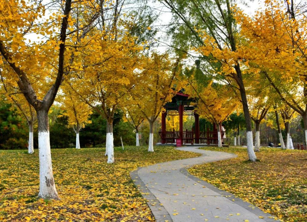 天津又添一座亲水公园，秋天真是美翻了！一定要去看一看