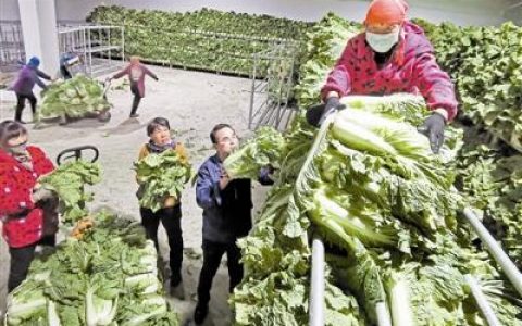 天津：应急储备菜陆续入窖