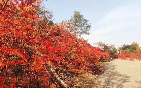 天津交警提醒：到南翠屏公园看红叶 在这里停车