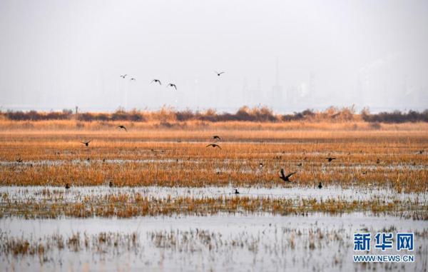 北大港湿地迎来候鸟迁徙季