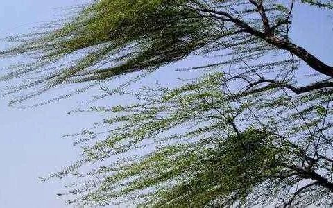 要降温了！下周，天津将迎中雨＋6级大风！