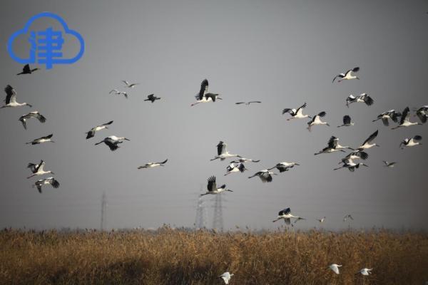 每年经停天津候鸟多达百万 种类多达452种