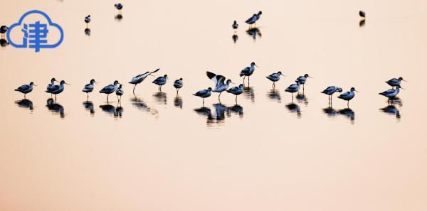 每年经停天津候鸟多达百万 种类多达452种