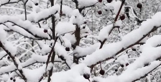 北京下雪了，天津的雪还远吗？很快