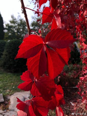 秋末，看红叶去南翠屏吧！