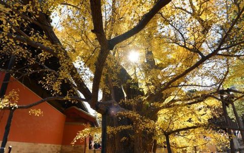 北京：古寺银杏引客来