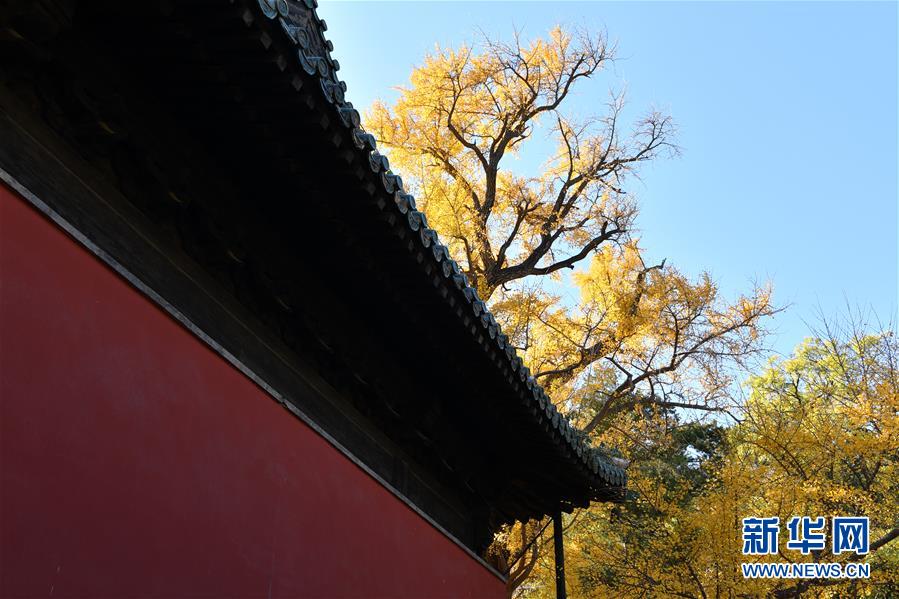 （美丽中国）（5）北京：古寺银杏引客来
