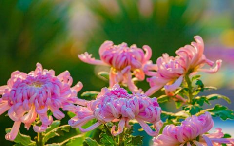 第九届“菊耀滨海 盛世中华”菊花展 市民可免费参观