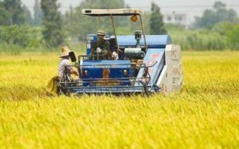 天津80万亩小站稻收获完毕 总产量将达50万吨