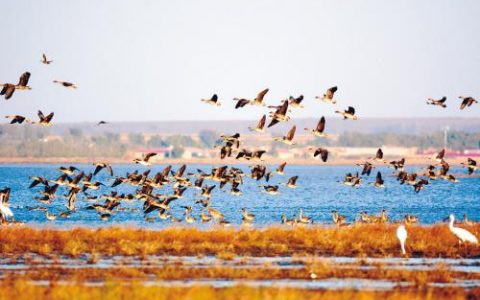 天津湿地生态补偿办法公开征求意见 每年每亩拟补偿500元