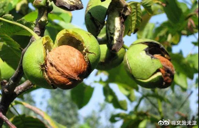 天津地理标志产品之黄花山核桃